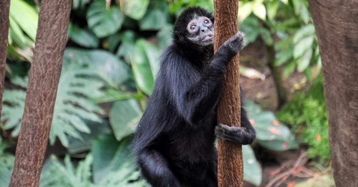 Monkey climbing a tree
