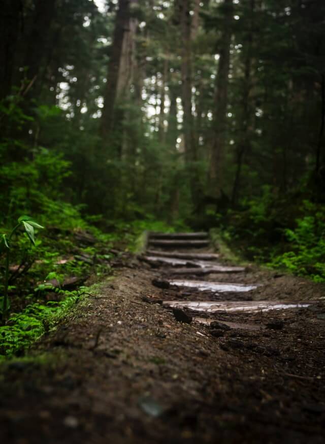A forest path