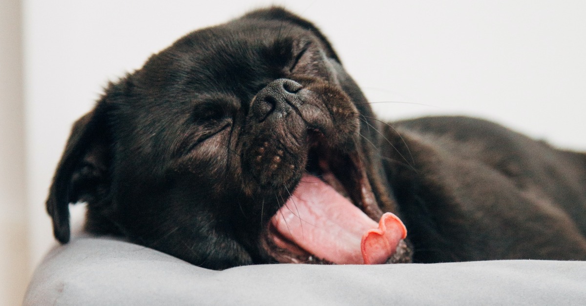 Photo of a black pug on a mattress